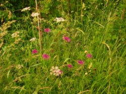 2013-06-22_Hirschhoerndl_Jochberg (547).JPG